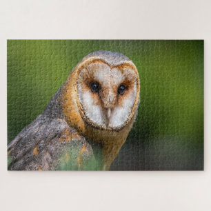 Puzzle Photos de Barn owl