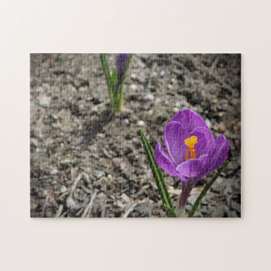 Puzzle Photos de fleurs de Crocus jaune et violet au prin (Horizontal)