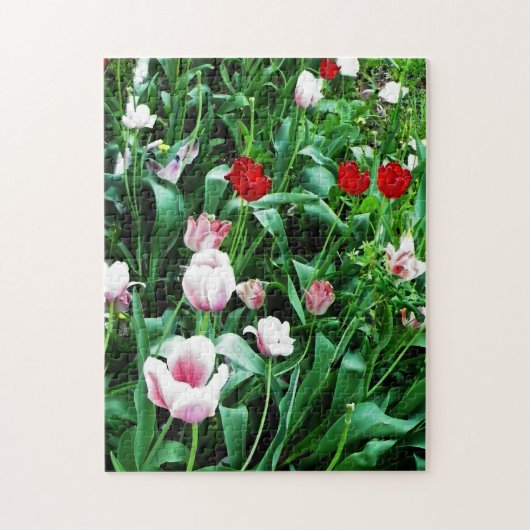 Puzzle Photos de tulipes rouges et roses (Vertical)