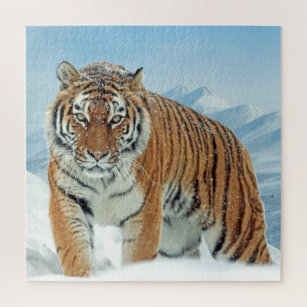 Puzzle Photos du tigre d'hiver des monts de neige