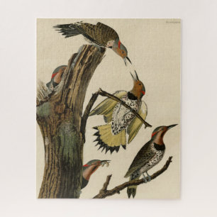 Puzzle Pic flamboyant d'après Les Oiseaux d'Amérique de A
