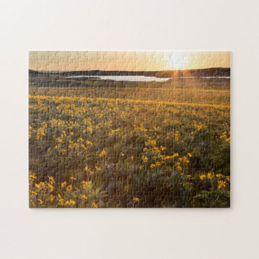 Puzzle Pied de flèche Balsamroot Fleurs sauvages (Horizontal)