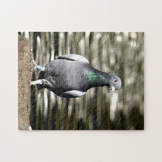 Puzzle Pigeon (Horizontal)