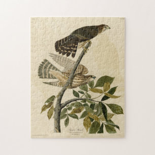Puzzle Pigeon Hawk (Merlin) - Audubon's Birds of America