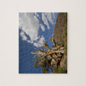 Puzzle Pin Bristlecone dans l'Ancient Bristlecone Forest, (Vertical)