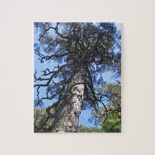 Puzzle Pine Tree in Blue Sky, Palanga, LITUANIE - (Vertical)