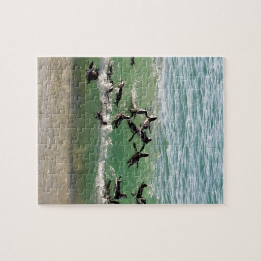 Puzzle Pingouins africains nageant à la plage (Horizontal)