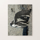 Puzzle Pingouins africains se toilettant (Vertical)