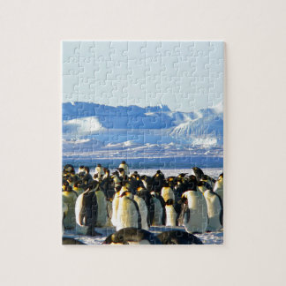 Puzzle Pingouins empereurs