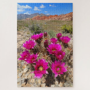 Puzzle Pink cactus flowers in Red Rock Canyon, NV
