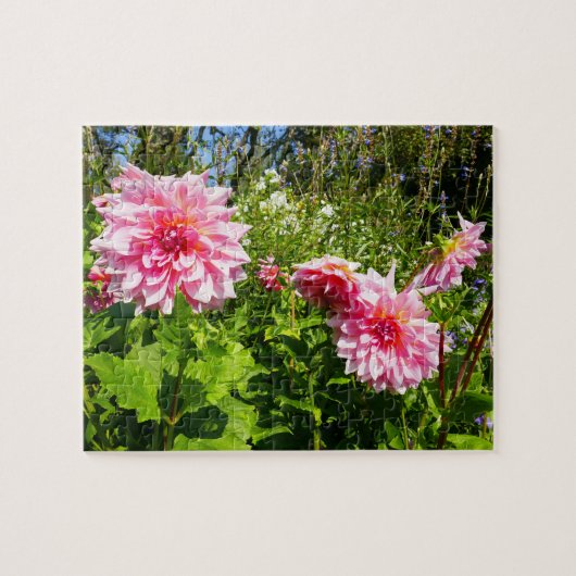 Puzzle Pink Dahlias (Otto's Thrill) (Horizontal)