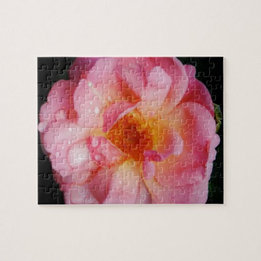 Puzzle Pink Rose w/ Dew Drops Black Background (Horizontal)