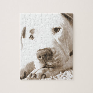 Puzzle pitbull blanc amical et endormi, détestez l'acte, 