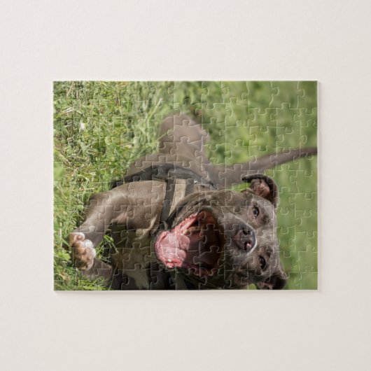 Puzzle Pitbull dans l'herbe (Horizontal)