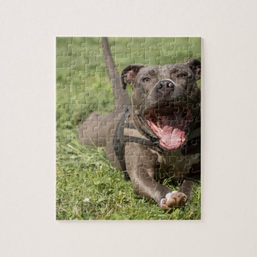 Puzzle Pitbull dans l'herbe (Vertical)