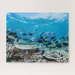 Puzzle Plages tropicales   Esturgeon Parmi le corail