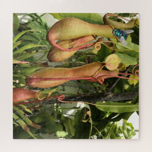 Puzzle Plante de Pitcher, Pots de Singe avec Bluebouteill (Horizontal)