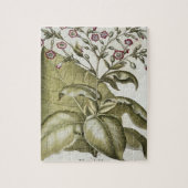 Puzzle Plante de tabac, du "Hortus Eystettensis" par B (Vertical)