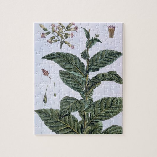 Puzzle Plante de tabac, plat 7, de 'collection Precieuse (Vertical)