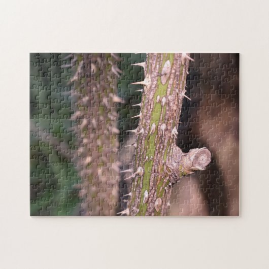 Puzzle Plante Stem Thorns Nature Park Photographie (Horizontal)