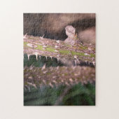 Puzzle Plante Stem Thorns Nature Park Photographie (Vertical)