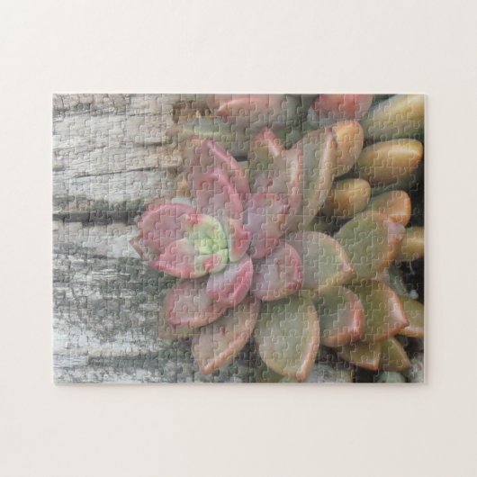 Puzzle Plante Succulent Sur Le Bois Chaud (Horizontal)