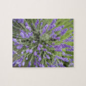 Puzzle Plantes de lavande (Horizontal)