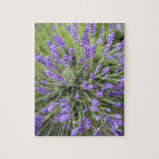 Puzzle Plantes de lavande (Vertical)