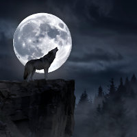 Pleine lune de loup gris Silhouette