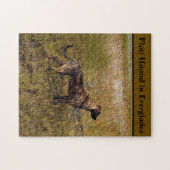 Puzzle Plott Hound Dans Everglades Floride (Horizontal)