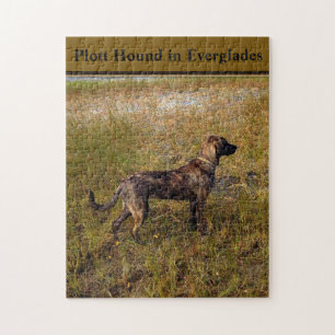 Puzzle Plott Hound Dans Everglades Floride