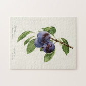Puzzle Plums bleus (Prunus Domestica) Peinture aux fruits (Horizontal)