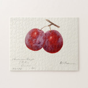 Puzzle Plums (Prunus Domestica) Peinture à l'aquarelle a
