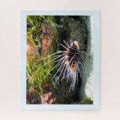 Puzzle Poisson (Vertical)