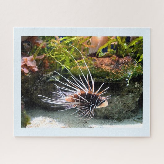Puzzle Poisson (Horizontal)