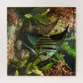 Puzzle Poisson-ange altum rayé (Horizontal)