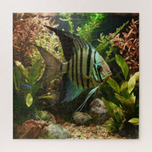 Puzzle Poisson-ange altum rayé