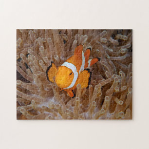 Puzzle Poisson-clown - Molokai, falaise de la côte nord