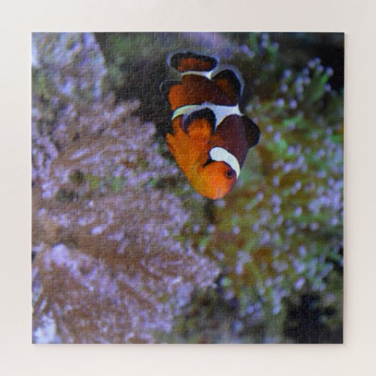 Puzzle Poisson clown Sea Anemone Coral Photographie sous- (Horizontal)