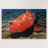 Puzzle Poisson tropical (Horizontal)