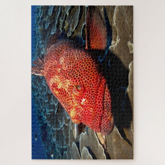 Puzzle Poisson tropical (Vertical)