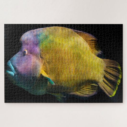 Puzzle Poisson tropical (Horizontal)