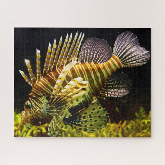 Puzzle Poisson tropical (Horizontal)
