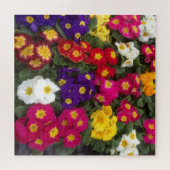 Puzzle Polyanthus coloré, Fleur Primrose (Horizontal)