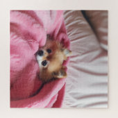 Puzzle Pomeranian Companion Pink  (Horizontal)