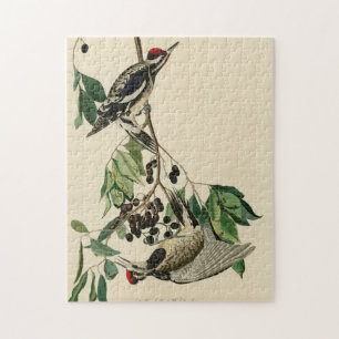 Puzzle Pommeau à ventre jaune, Audubon Birds of America