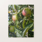 Puzzle Pommes mûrissant sur un pommier (Vertical)