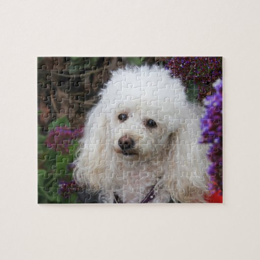 Puzzle Poodle Dog Jigsaw (Horizontal)