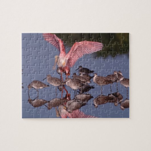 Puzzle Porte-à-bec rose avec Willets dans une eau peu pro (Horizontal)