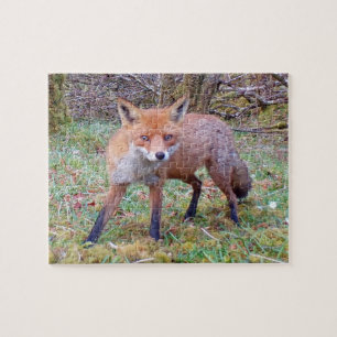 Puzzle Portrait attachant d'un renard roux sauvage dans u